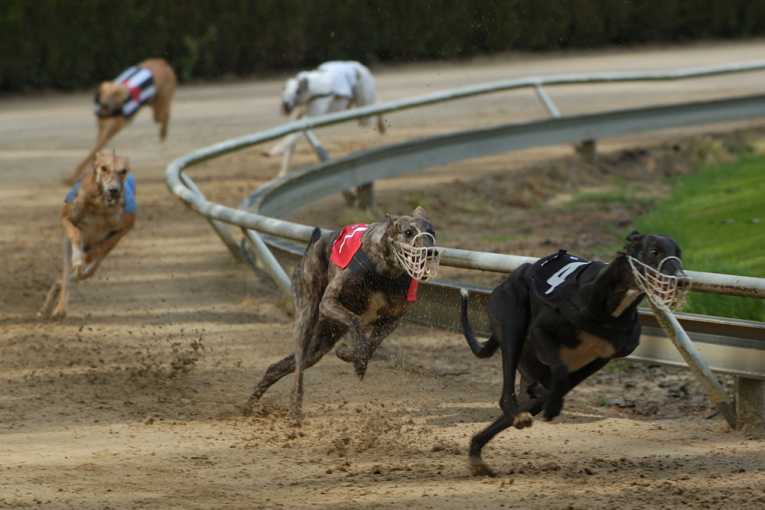 Greyhound Racing - Cruel Human Entertainment