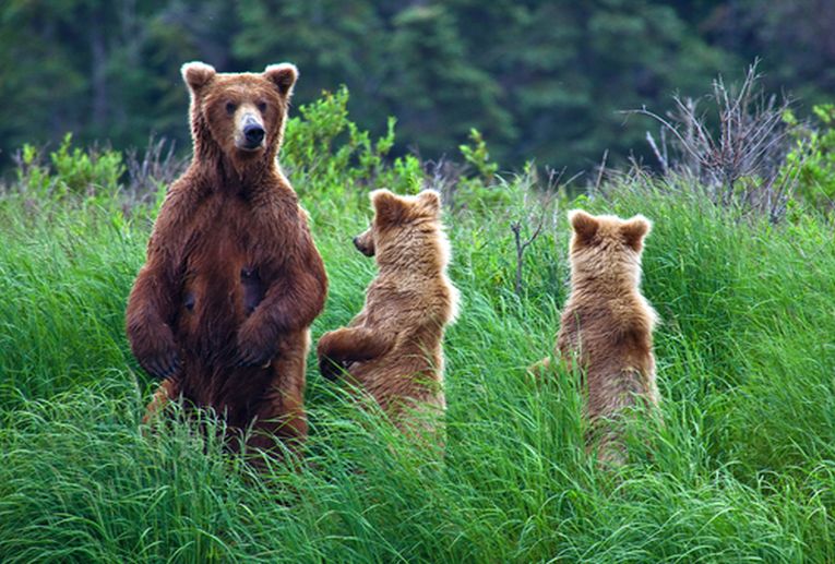 The Mountain Find 13 Bears American Black Bear Cubs Grizzly Kids T-Shirt  S-XL