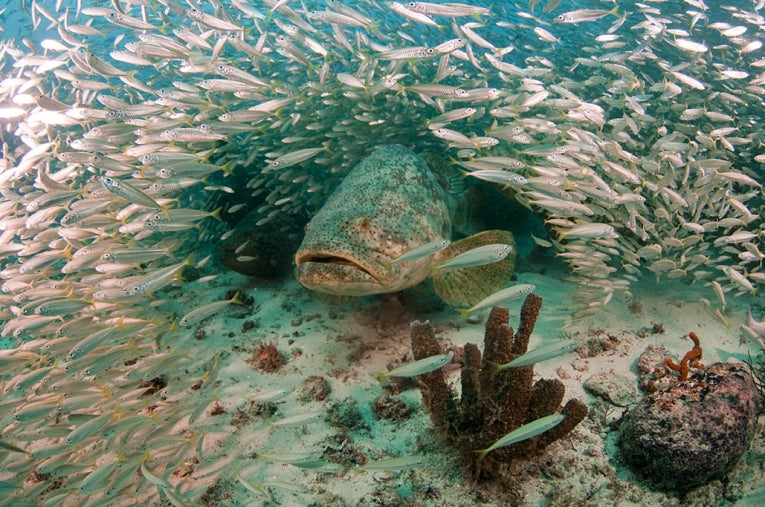 Goliath grouper's comeback is a success story - Updated