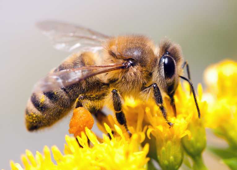 Growing demand for honeybees and pollination services in the UK