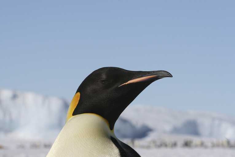 'Happy Feet' goes online for Antarctic return