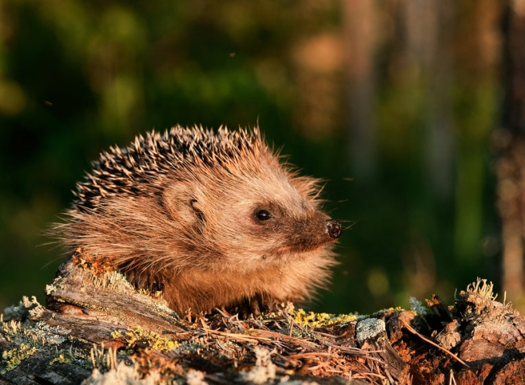 Hedgehogs, gardens and general conservation in the urban environment