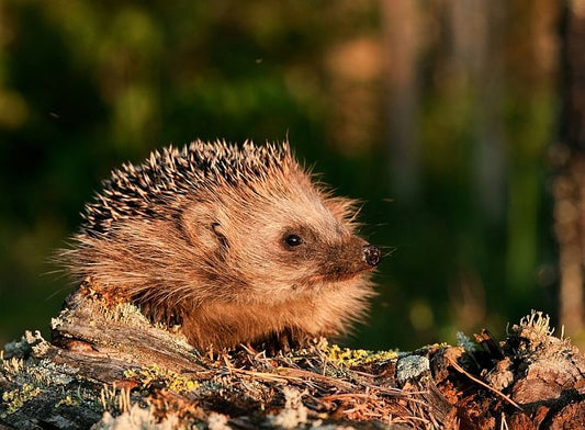 Hedgehogs mirror wildlife problems around the world.