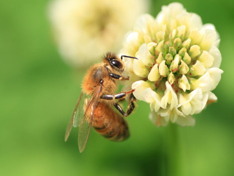 Honey Bee Numbers Drop
