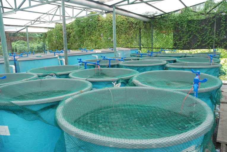 A new hope for aquaculture, eco-clean fish farms
