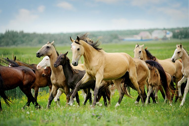 Domestic horses derived from wild restocking.