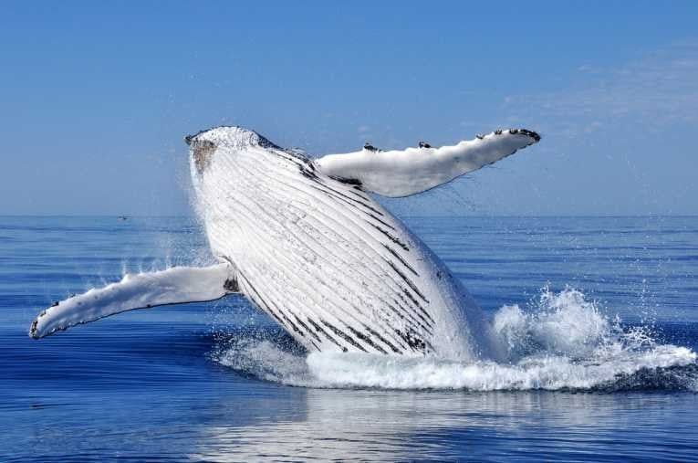 http://earthtimes.org/cdn/shop/articles/humpback-whale-megaptera-novaeangliae_16312.jpg?v=1684441939