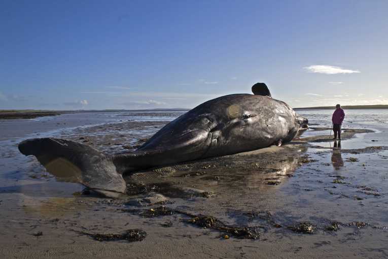 Increase in whale strandings causes concern