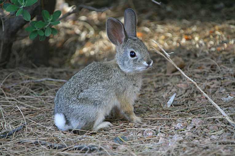 Increasing wild rabbit survival through supplemental food