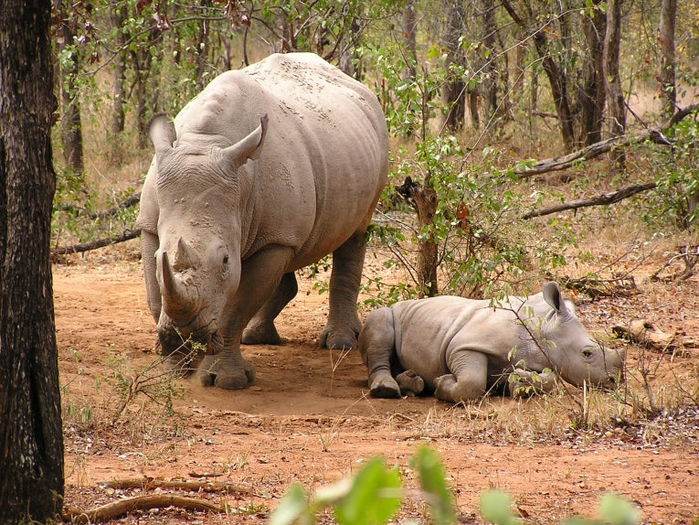 International Year of the Rhino declared