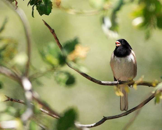 The singer sings his own song, if you are an American junco!