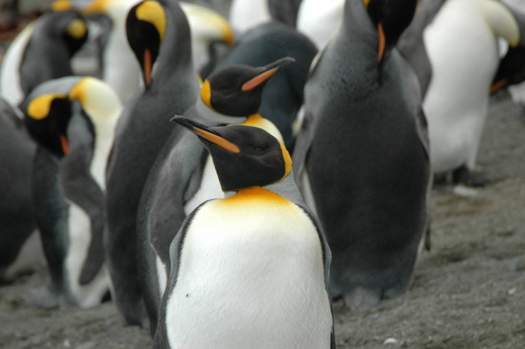 King Penguin on Macquarie Island., King Penguin in front of…