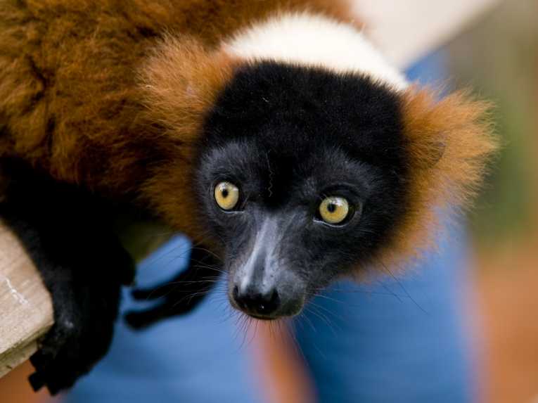 The lemurs' radiation in Madagascar