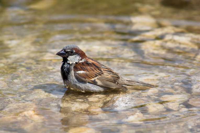 Londoners urged to take action to arrest the decline of the 'Cockney sparrow'