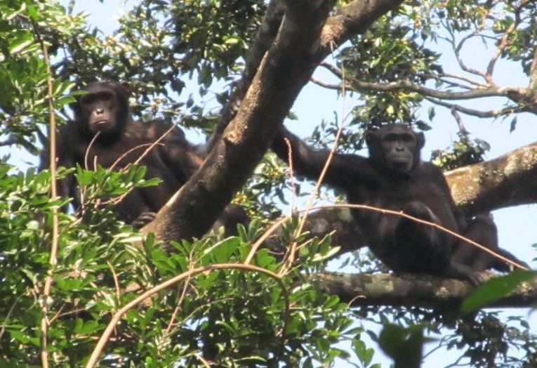Save the Congo chimpanzee!