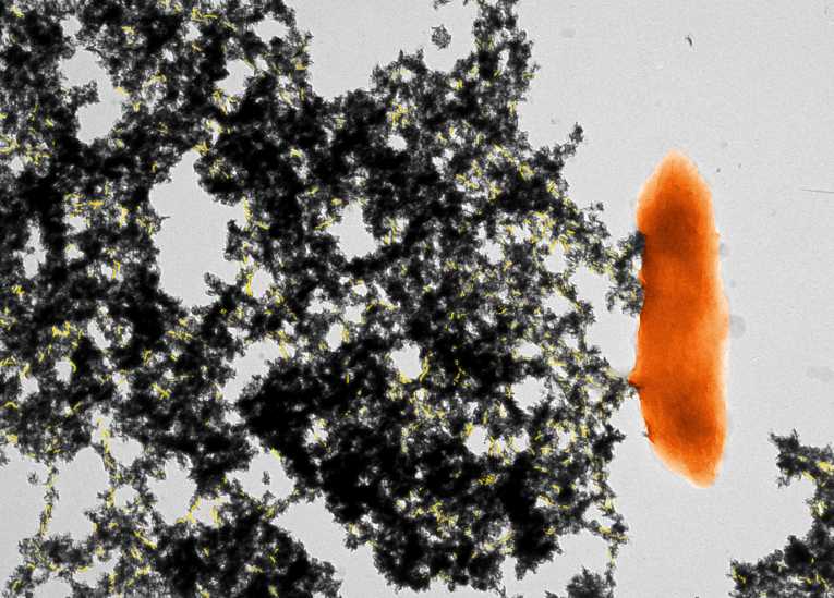 Microbes can cleanup uranium