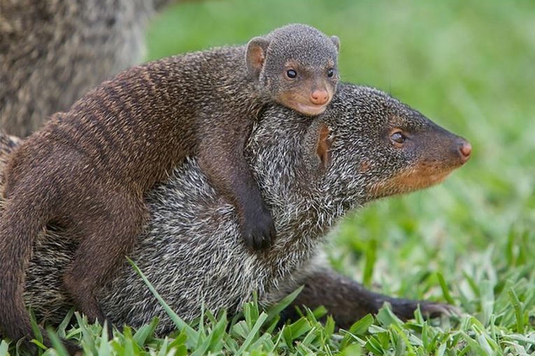 Mongoose inbreeding maintains social system?
