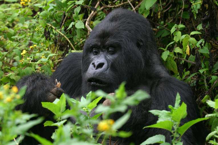 Mountain gorillas face human health hazard