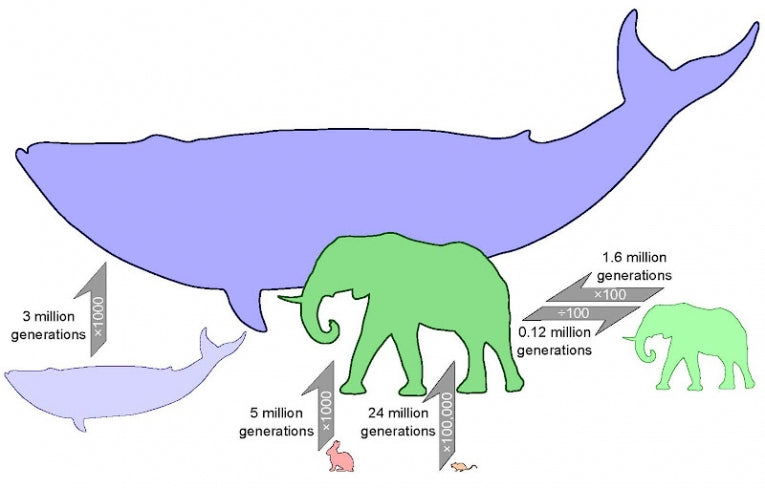 Mammal Evolution: Mouse to elephant-size in 24 million generations