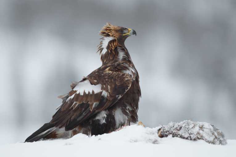 New measures to tackle the deaths of birds of prey in Scotland