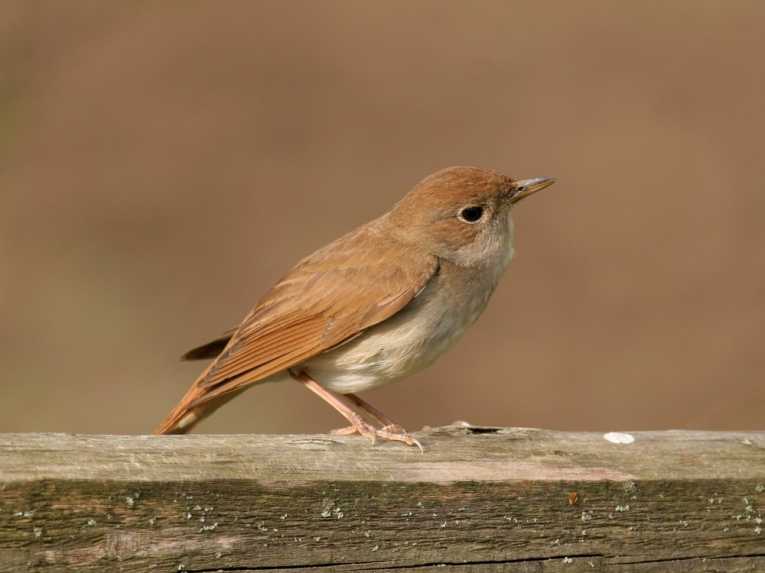 A nightingale sings