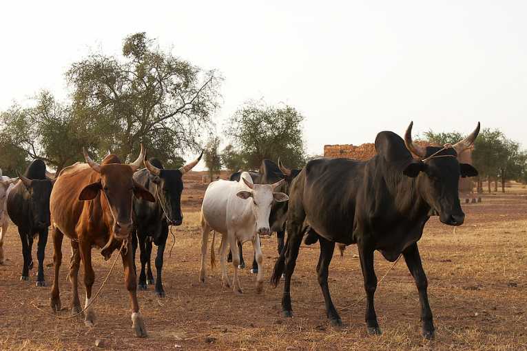 Nomads may hold the answer to drought crisis