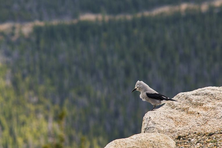 Raven-mad or just nutcrackers: mutualism among trees and crows.