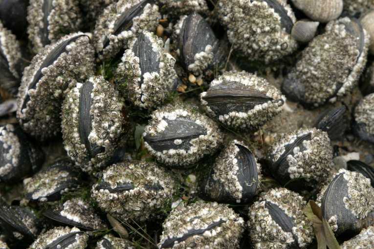 Ocean acidification puts California mussels at risk
