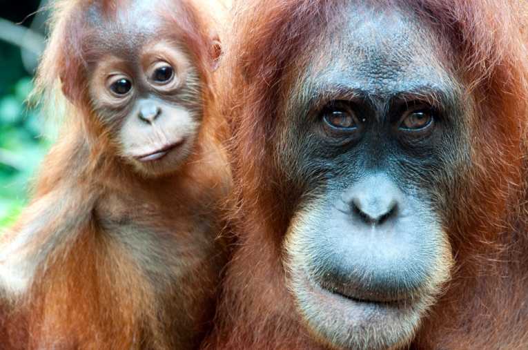 Orangutan engineer gains degree
