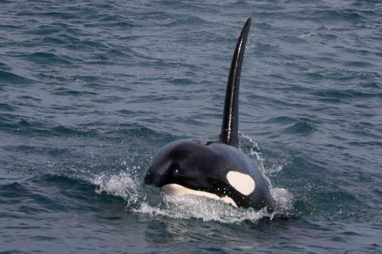 Orca (Killer Whale or Orcinus orca)