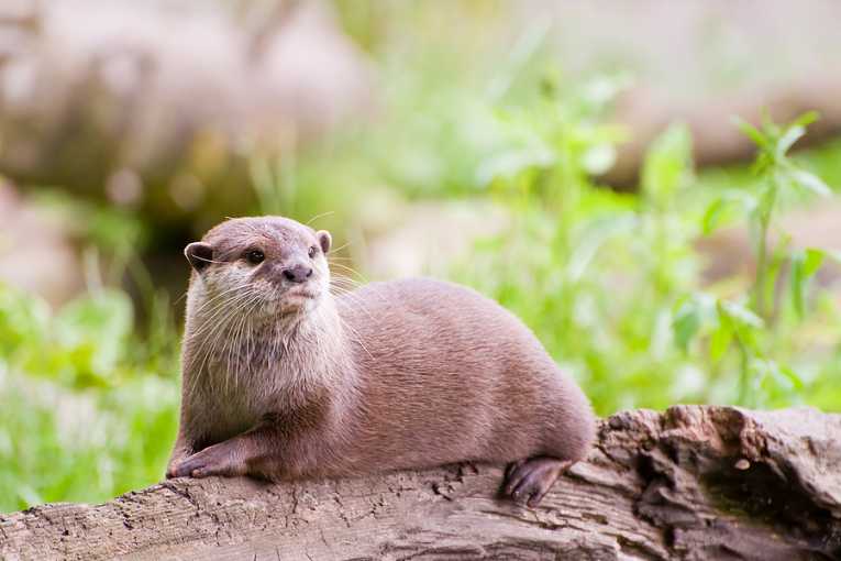 Otters are the comeback kings