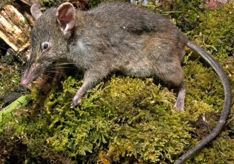 Tail of a rat who won't chew but he's a new species and new genus