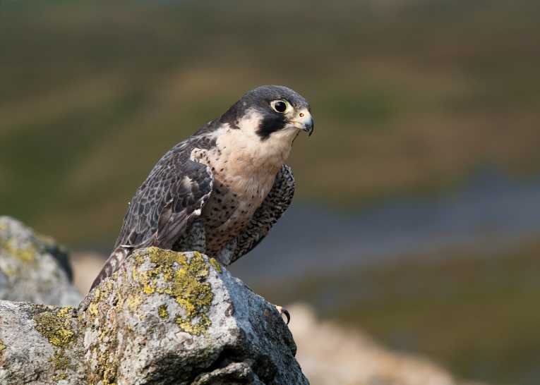 Toxic chemicals found in peregrine falcon eggs