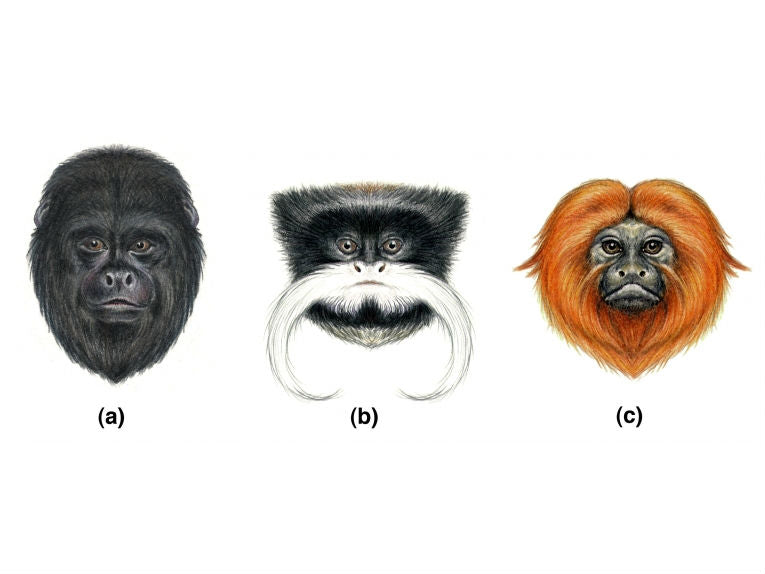 Plain faces of primate evolution aid communication