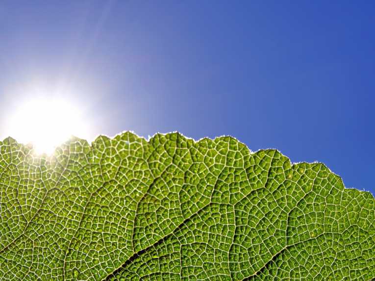 Plants absorb, release carbon faster than thought