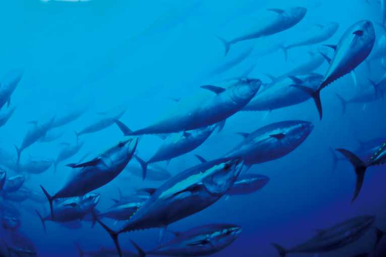 School of fish underwater in the Mediterranean sea Tote Bag for