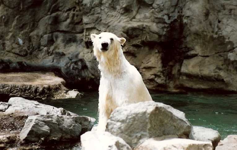 All is not lost for the polar bear, scientists say