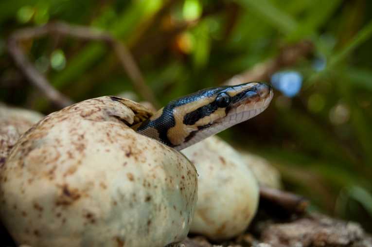 Non-native Burmese pythons having negative impact on native birds of the Everglades