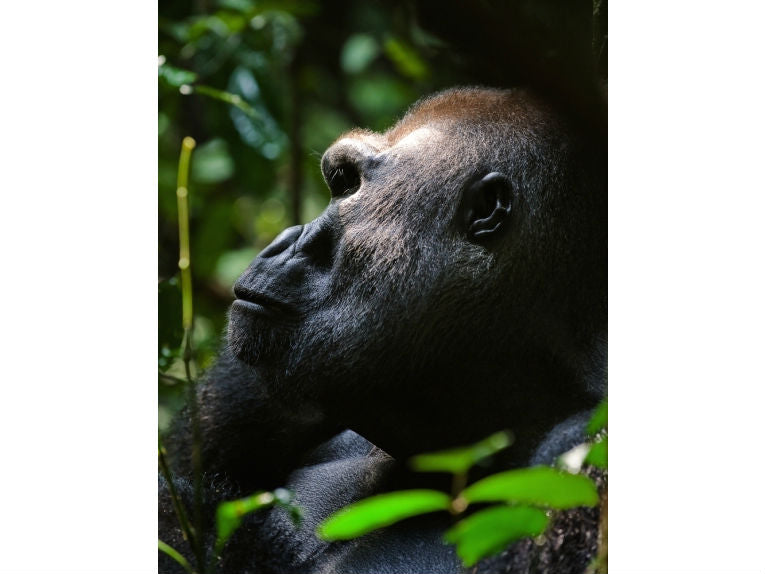 Rarest of gorillas, the Cross River gorilla, is fighting back