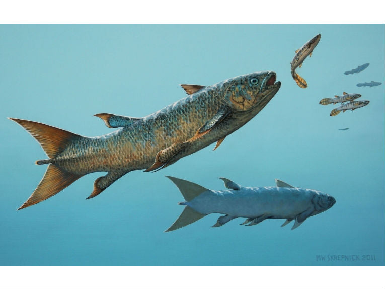Fossil fish: Rebellatrix the 'rebel coelacanth'