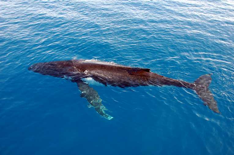 'Remixes' top humpback whale song charts