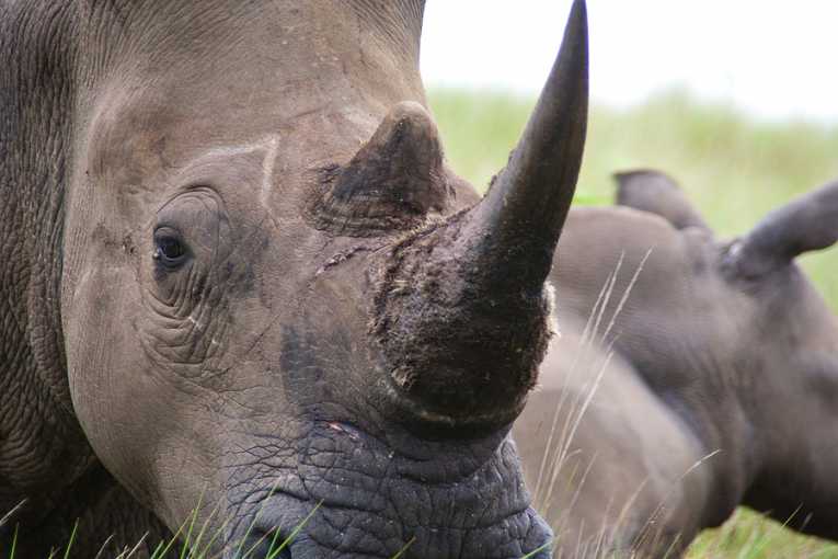 Rhino Traditional Travel Wardrobe Trunk