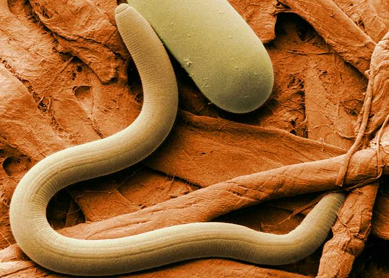 Pity the poor worm; struggle for Phylum Annelida survival more complex than previously thought