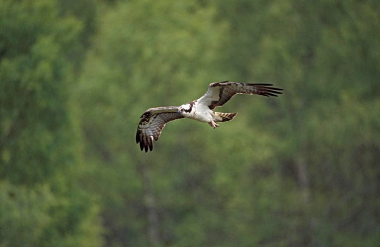 Sat-nav ospreys tracked from Scotland - destination Africa: Updated