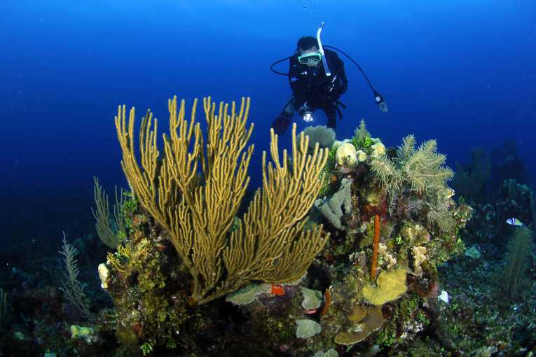Satellite mapping could help prevent coral reef decline