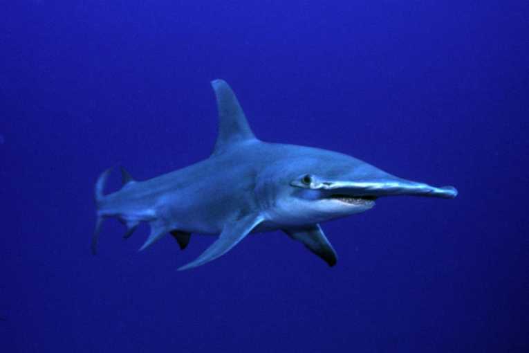Endangered Great hammerhead sharks tracked into the north Atlantic