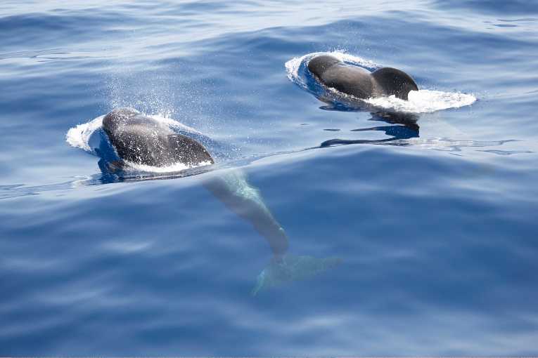 Sea Shepherd fights slaughter of pilot whales in Faroe Islands