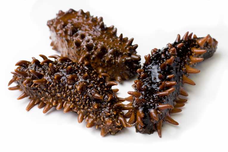 Are Sea Cucumbers a Cleanup Solution to Fish Farm Pollution