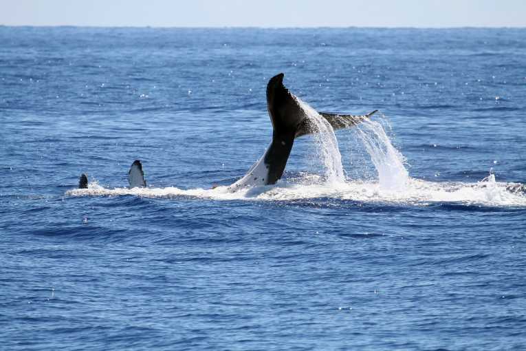 Sea Shepherd success as Japan ends whaling season early