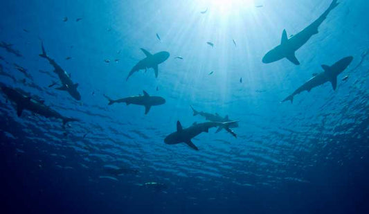 European Union stepping up the fight against shark finning